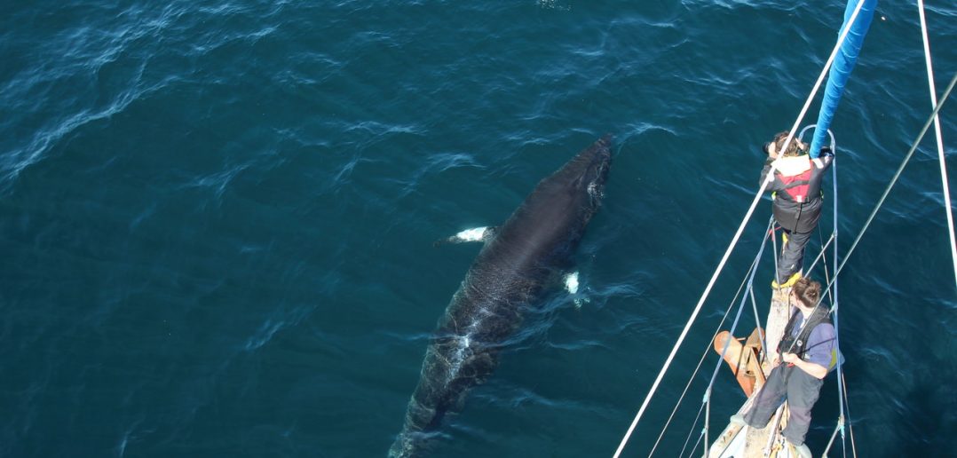 Join an Expedition to study health of whales in Hebrides using pioneering laser photography