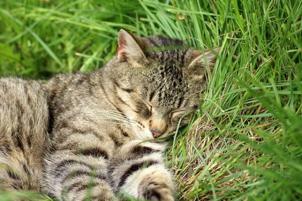 Cats Protection delivers 100,000-strong petition to change air gun laws to 10 Downing Street