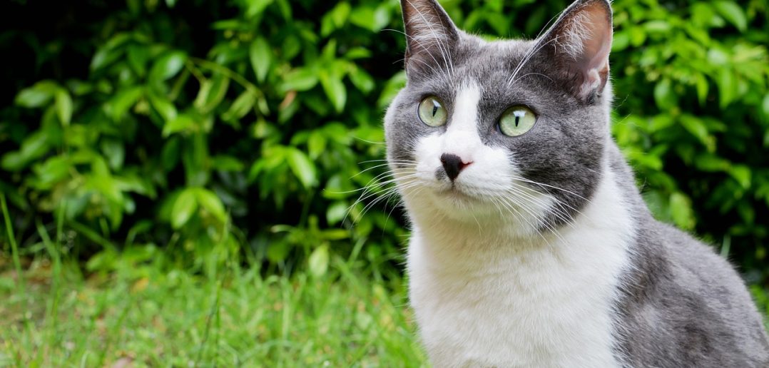 Cats Protection delivers 100,000-strong petition to change air gun laws to 10 Downing Street