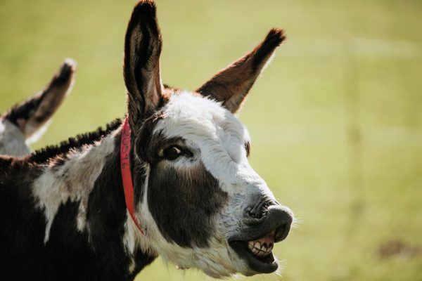 A ‘bray’ of thanks to donkeys this Donkey Week
