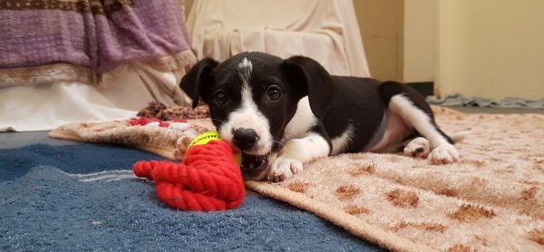 Terrified Puppy Finds Her Happily Ever After in New Loving Home