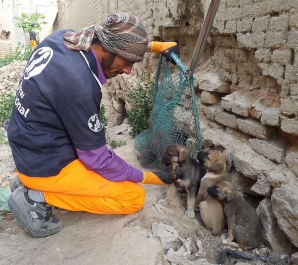 Mayhew Afghanistan on track to eradicate rabies in Kabul
