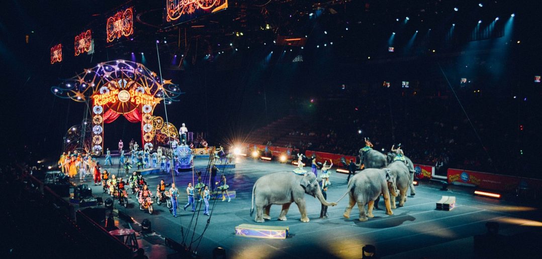Animal Rights Groups to Provide Retired Circus Elephants with the Life They Deserve
