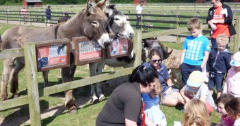 Fun, Free Summer Fun for Aspiring Young Horse Carers of the Future