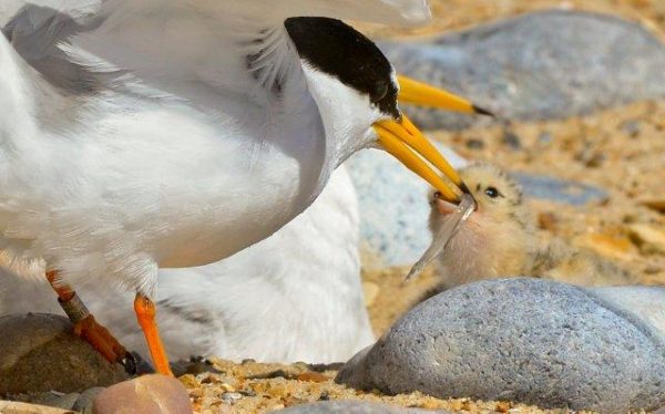 Rare little tern chicks on east Norfolk beaches take their first flight