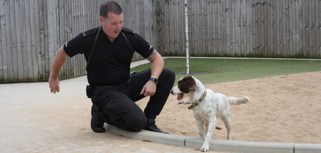 Dogs Trust resident sniffs out new career and new home