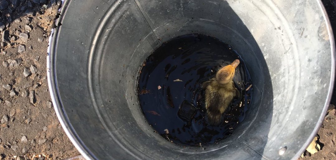 Firefighters Rescue Duckling Quickly, And Urge Public to Call RSPCA