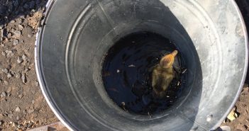 Firefighters Rescue Duckling Quickly, And Urge Public to Call RSPCA