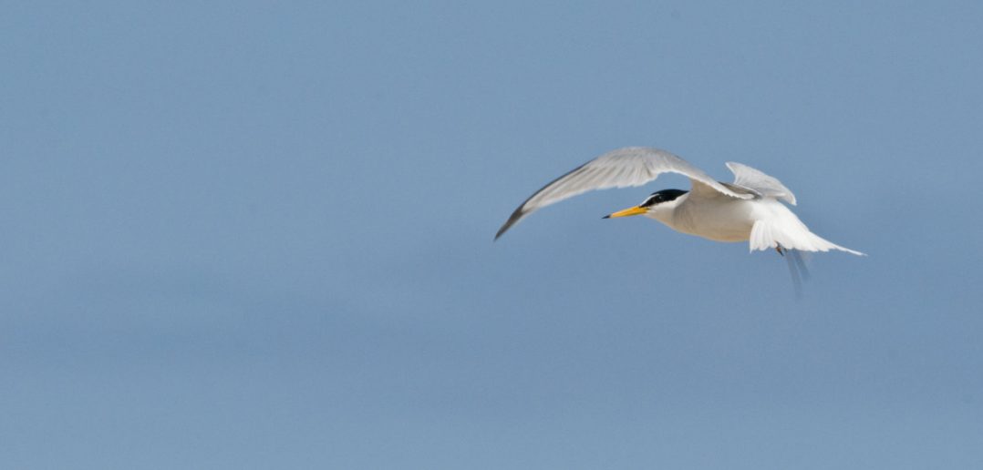 Rare little tern chicks on east Norfolk beaches take their first flight