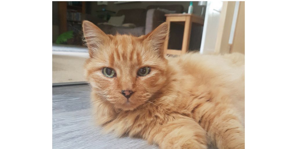 Family Reunited With Their Long-Lost Ginger Cat After Five Years of Heartbreak