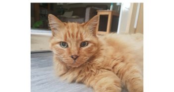 Family Reunited With Their Long-Lost Ginger Cat After Five Years of Heartbreak