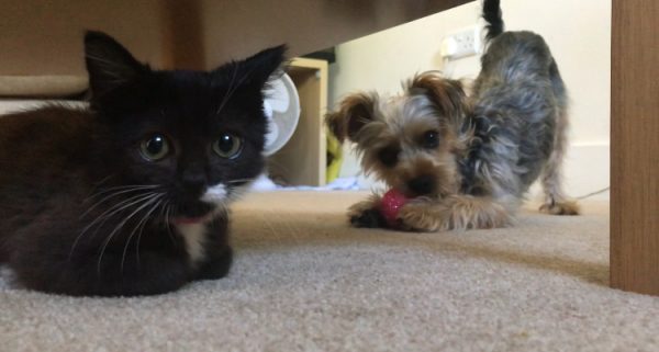 6 Month Old Yorkshire Terrier Becomes Best Friends With a Kitten at Foster Carers’ Home