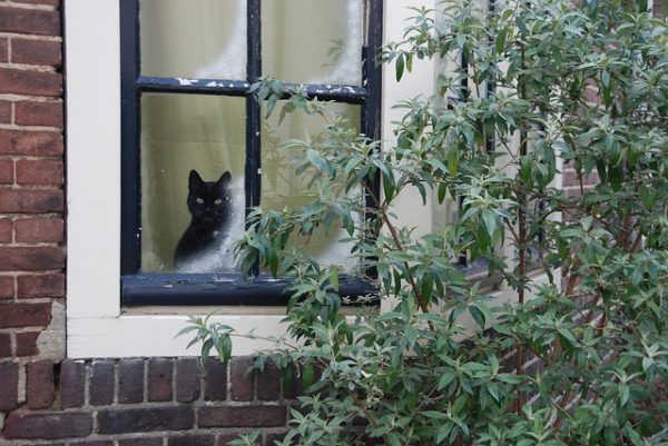 Top Tips to Keep Your Cat Safe This Winter