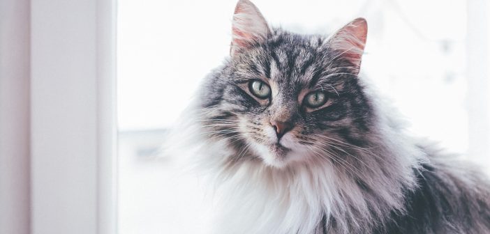 Top Tips to Keep Your Cat Safe This Winter