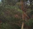 New ‘suspension bridge’ keeps red squirrels safe in Highlands