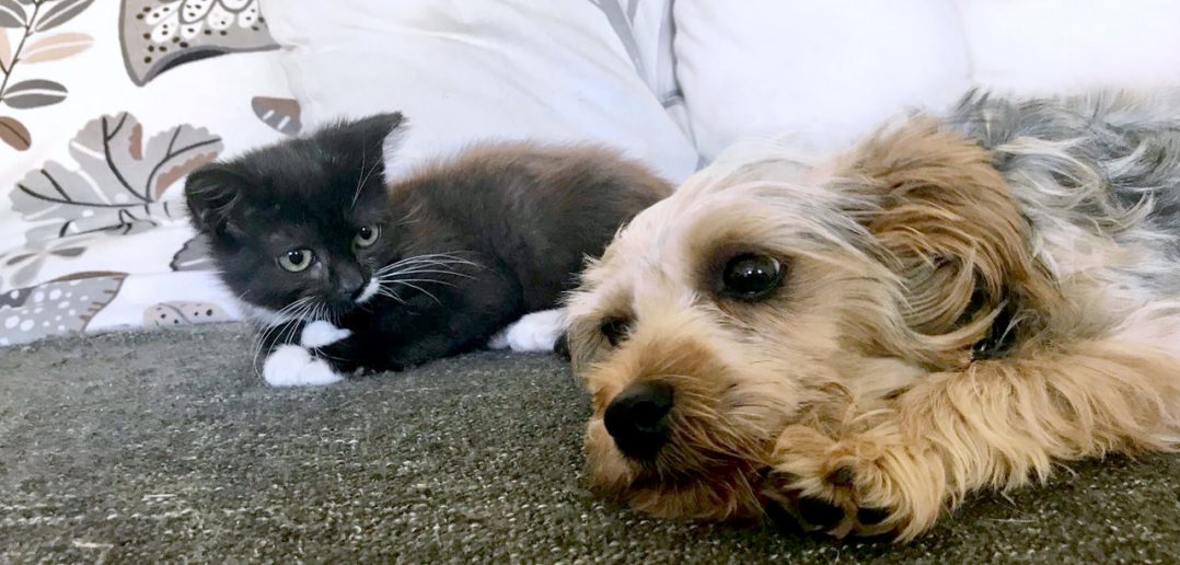 6 Month Old Yorkshire Terrier Becomes Best Friends With a Kitten at Foster Carers’ Home