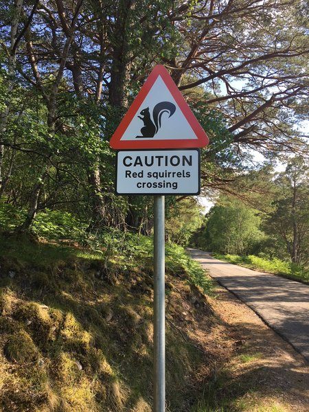 New ‘suspension bridge’ keeps red squirrels safe in Highlands