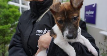Ban of Third Party Sales of Puppies and Kittens Announced