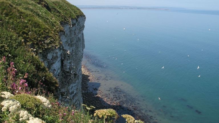 Volunteer Thinks Outside the Box to Help Visitors Get Spec-tacular Views at RSPB Bempton Cliffs