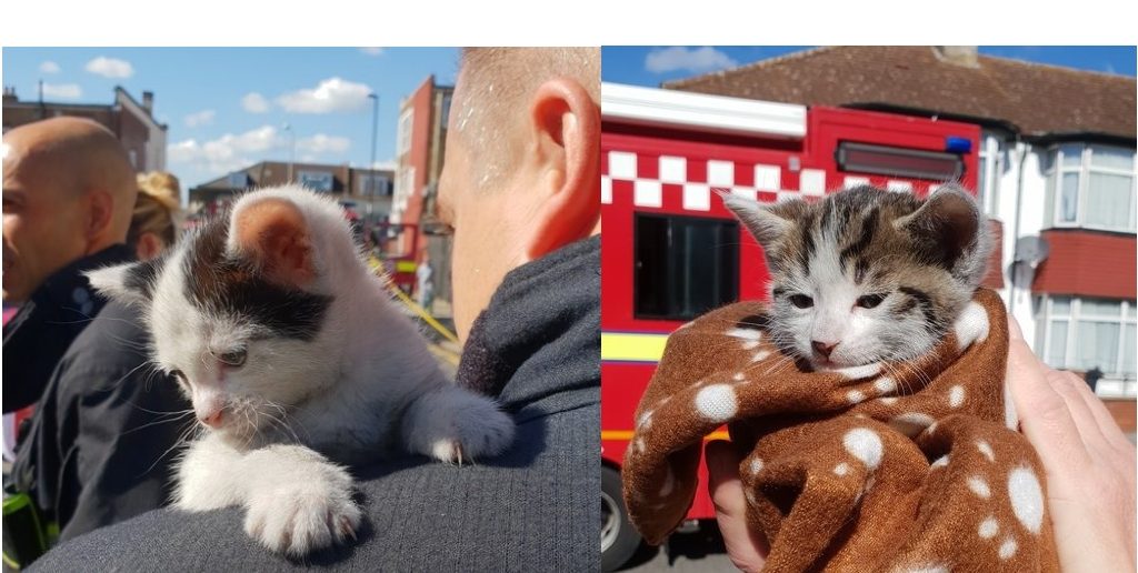 Cat-astrophe averted as firefighters rescue kittens from house fire in Thornton Heath