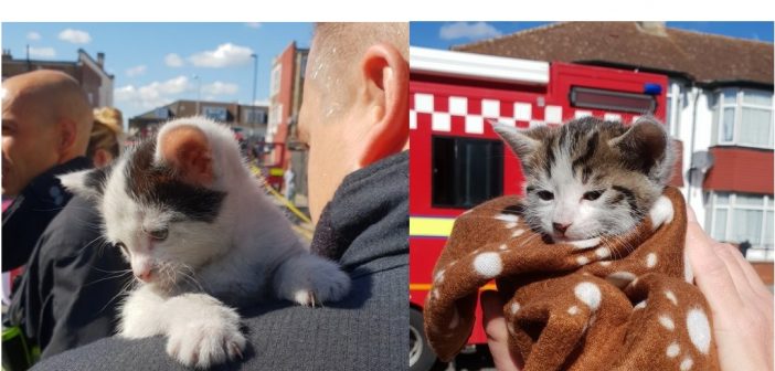 Cat-astrophe averted as firefighters rescue kittens from house fire in Thornton Heath