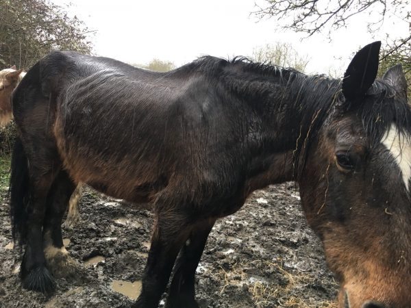 Rescued Mare's Life is Transformed at Horse Sanctuary