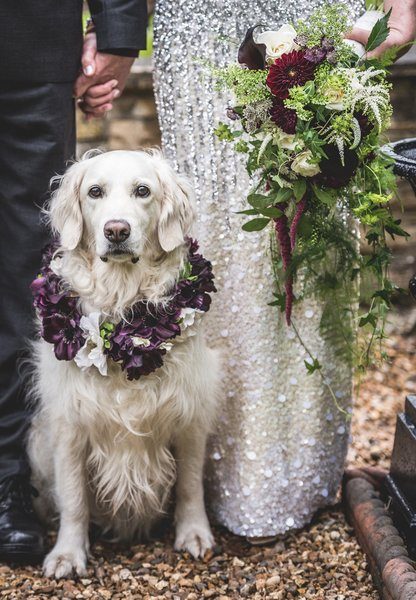 Rescue Dog Gets Starring Role in Owners’ Wedding Day