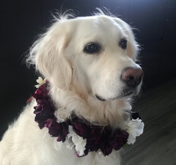 Rescue Dog Gets Starring Role in Owners’ Wedding Day