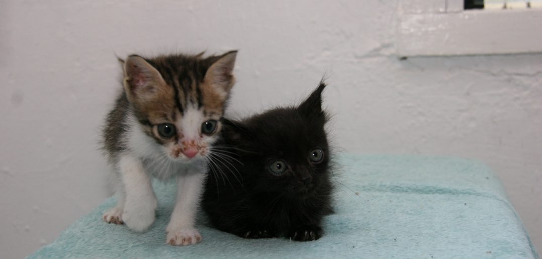 Kittens Survive 2,000 Mile Voyage From Cyprus to the UK in a Locked Car