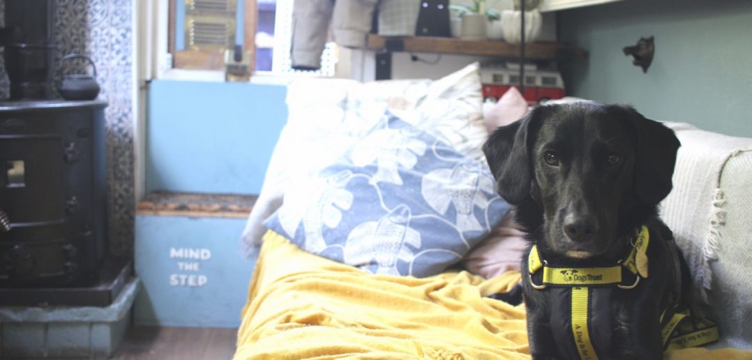 It’s All Paws on Deck for Rescue Dog Who is Loving His New, Unusual Home