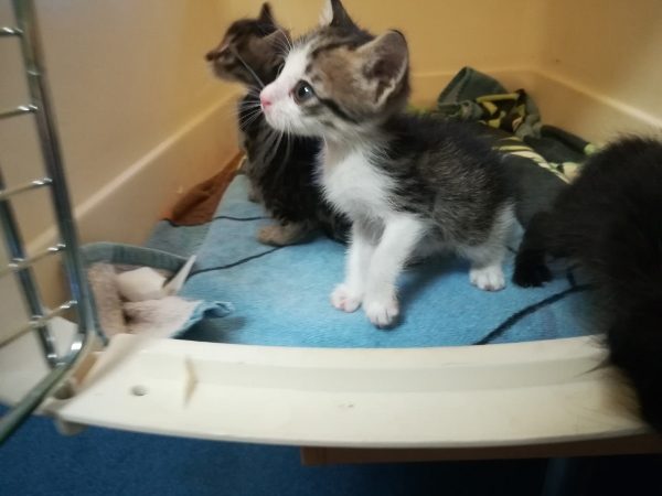 Kittens Survive 2,000 Mile Voyage From Cyprus to the UK in a Locked Car