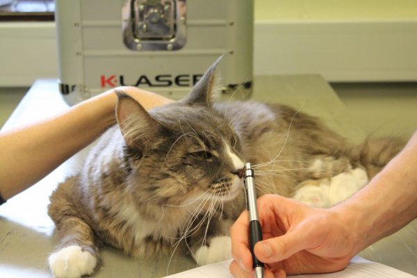 Vets Help Young Cat Beat Rare Spinal Condition