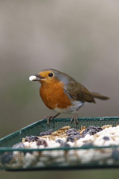 9 Top Tips to Get Your Garden Birds Through the Cold Winter