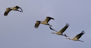 2018 Has Been the Most Successful Year for Britain's tallest bird – the common crane – since the 17th Century.