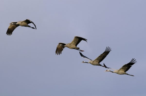 2018 Has Been the Most Successful Year for Britain's tallest bird – the common crane – since the 17th Century.