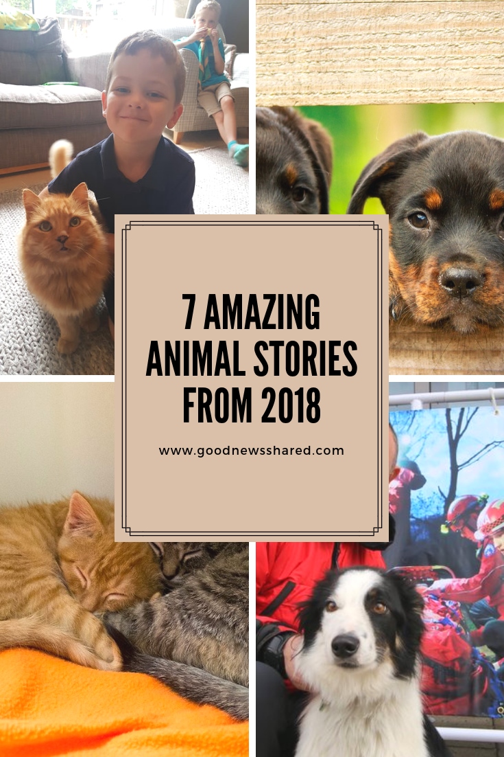 7 Amazing Animal stories from 2018