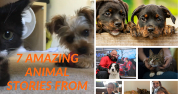 7 Amazing Animal Stories From 2018