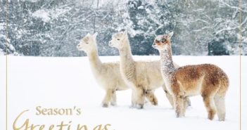 Picture perfect: Keen Amateur Photographer Has Alpacas Photo Used Commercially to Raise Money for Cancer Charity