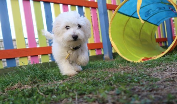 Puppies Have New Puppy Palace to Enjoy Until They Find Their Forever Home