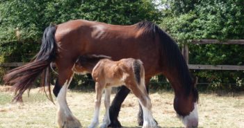 Shire Foal Marks One Year Since Major Rescue