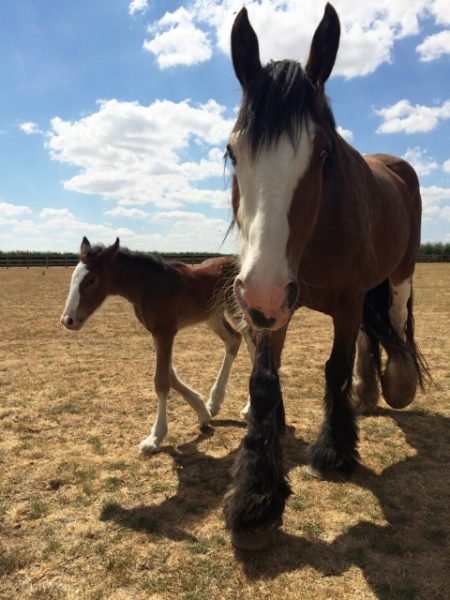 Shire Foal Marks One Year Since Major Rescue
