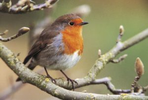 Celebrating 40 years of counting garden birds