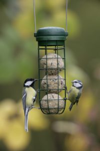 Celebrating 40 years of counting garden birds