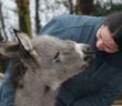 Orphaned Donkey Foal Has New Home for Christmas