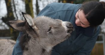 Orphaned Donkey Foal Has New Home for Christmas