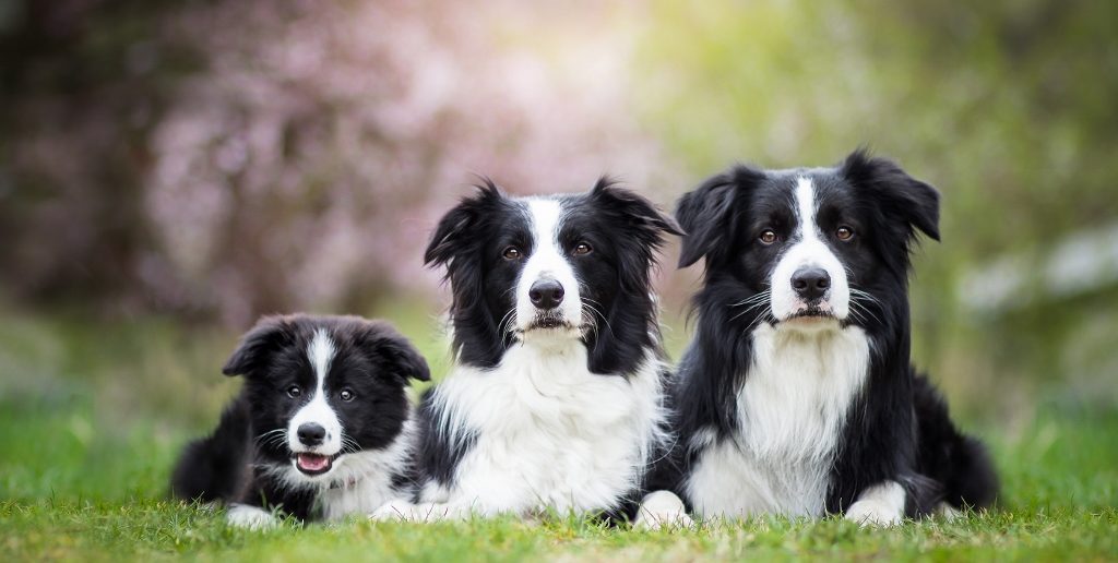 New DNA Test Launched to Check for Genetic Mutation That Causes Glaucoma in Border Collies