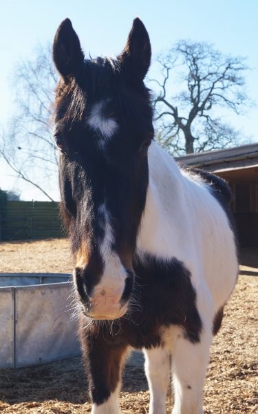 Horse Saved After Bramble Becomes Lodged in its Mouth