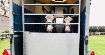 Animal charity steps in to rescue donkeys with overgrown hooves
