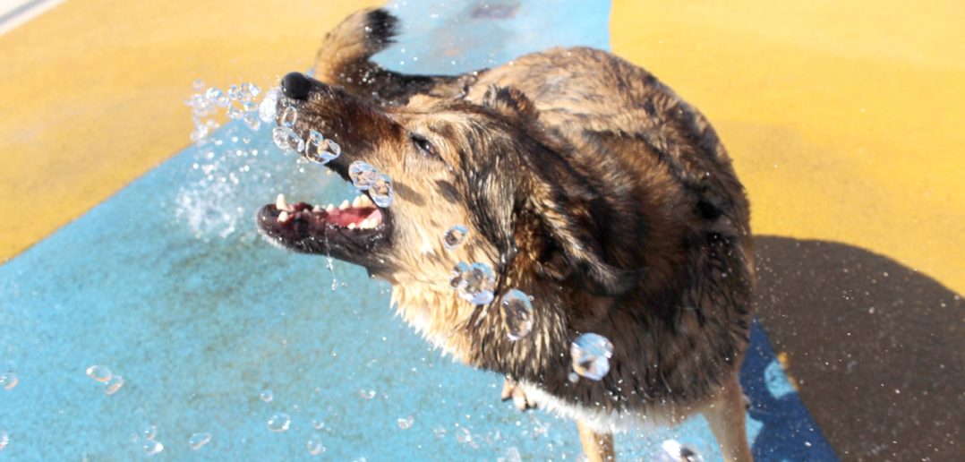 Hot tips to keep your canine companion safe in the sun