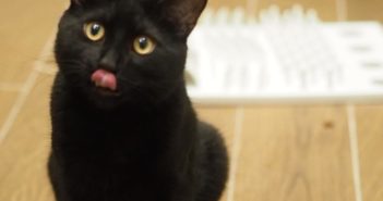 One-Year-Old Kitten Given New Lease of Life with Innovative Hip Surgery